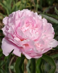 Paeonia Sarah Bernhardt